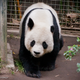 Illustration for article titled You'll Never Believe What It Costs To Rent A Panda From China